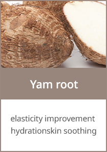 Yam root