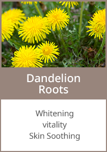 Dandelion Roots